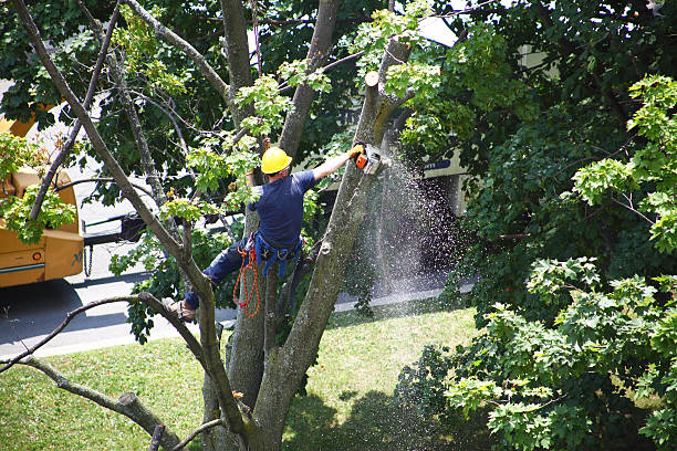 Reliable Anniston, AL Tree Care Solutions